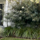 Love & Limelight | Contemporary Low-Water Garden | 30+ Plants & Basic Layout Plan
