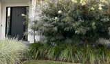 Love & Limelight | Contemporary Low-Water Garden | 30+ Plants & Basic Layout Plan