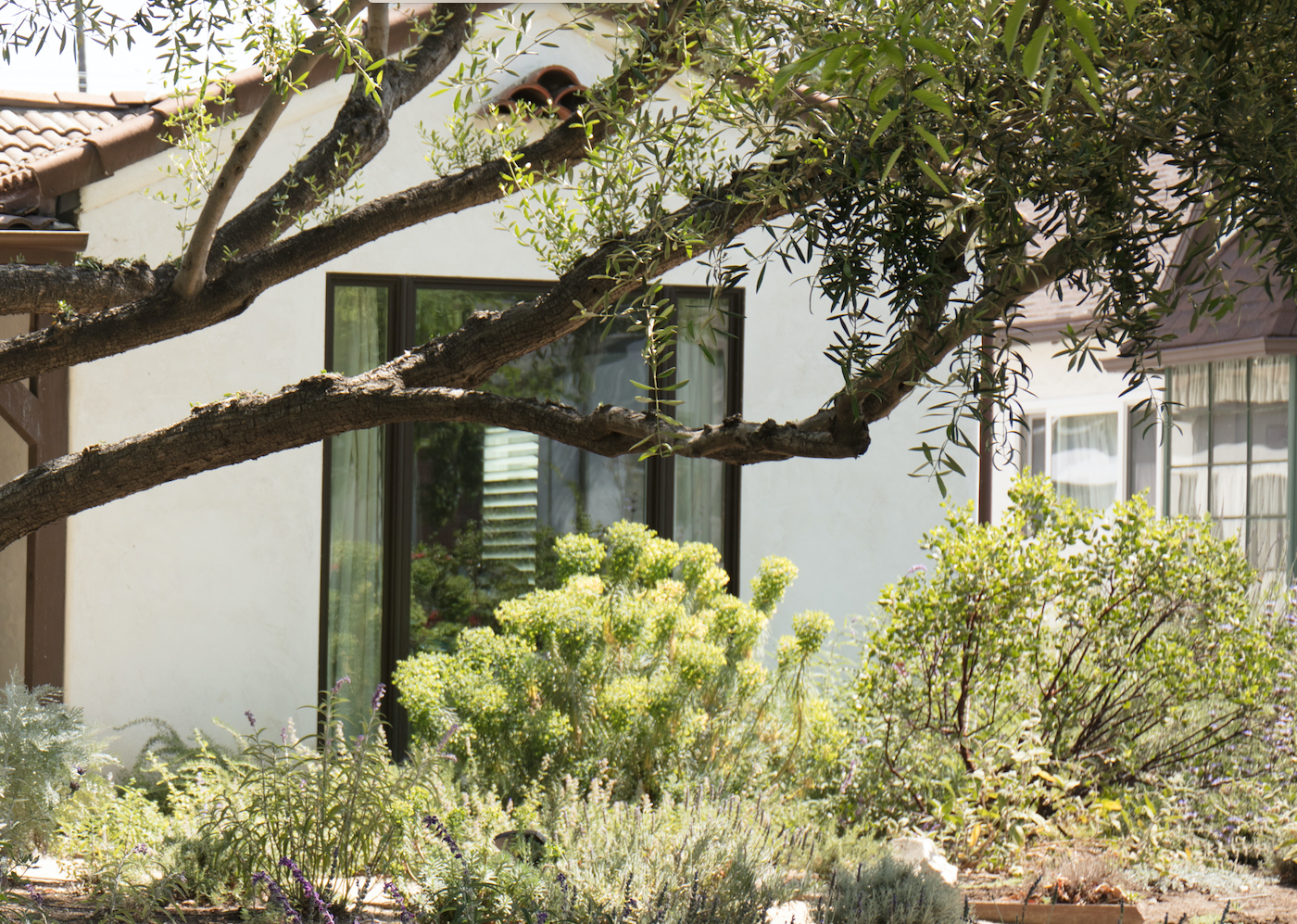 Mediterranean Magic | Low-Water Frontyard | Curated Plant Set