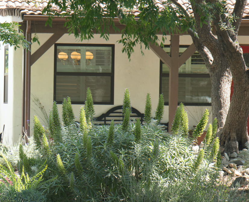 Mediterranean Magic | Low-Water Frontyard | Curated Plant Set