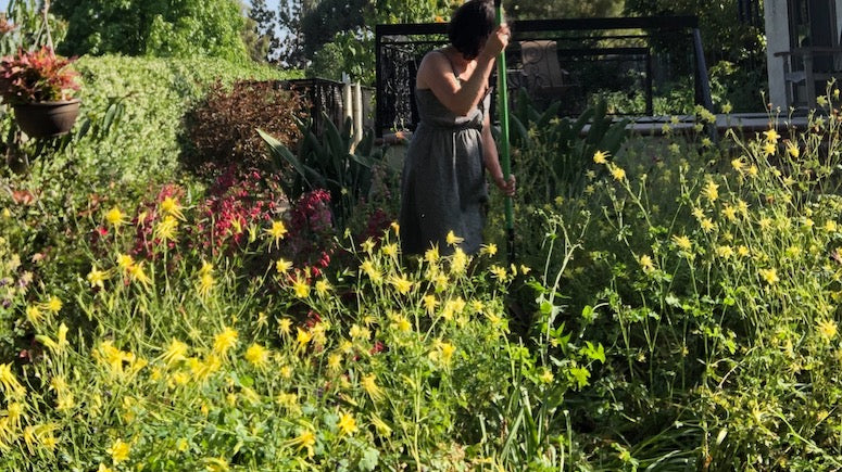 Brie's Bouquet | Low-Water Cut Flower Garden | Curated Plant Set