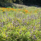 Custom Meadow Plan