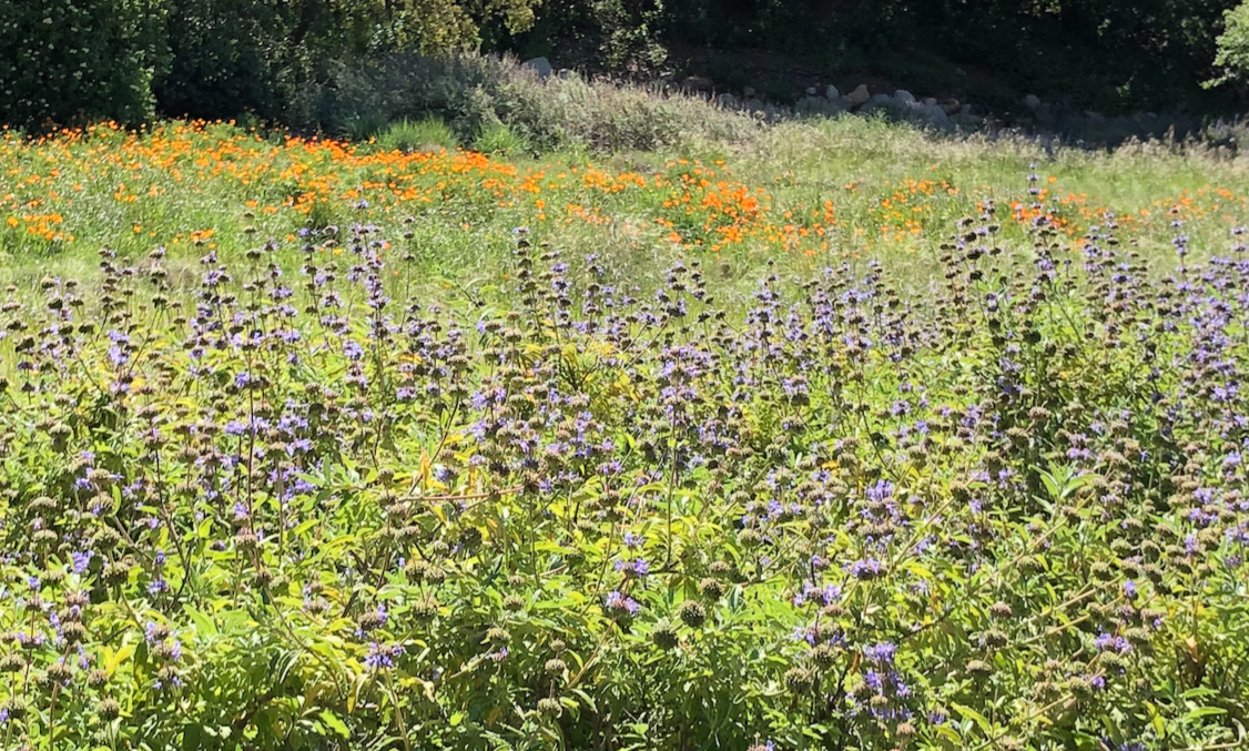 Custom Meadow Plan