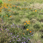 Custom Meadow Plan