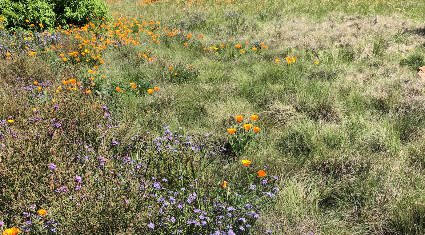 Custom Meadow Plan