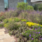 NEW Malibu View |Sun-Drenched California Native Chaparral Garden | 30+ Plants w/ Layout Plan