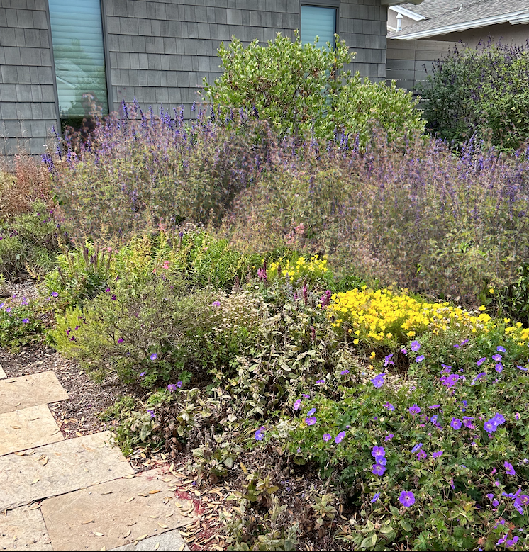 NEW Malibu View |Sun-Drenched California Native Chaparral Garden | 30+ Plants w/ Layout Plan