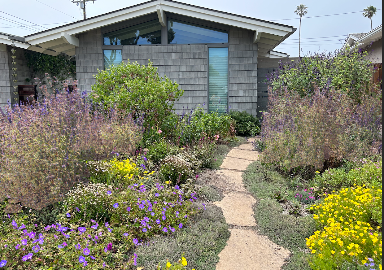 NEW Malibu View |Sun-Drenched California Native Chaparral Garden | 30+ Plants w/ Layout Plan