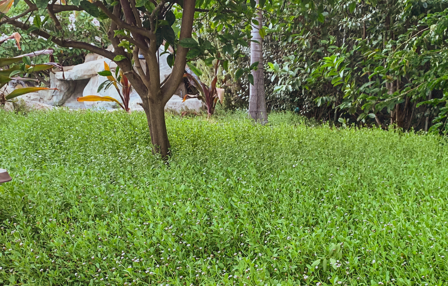 Erosion Controlling Groundcover - Tropical Pink Frogfruit Plugs