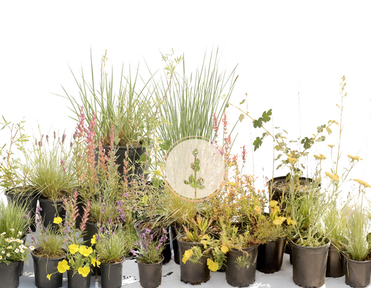 Superbloom Selfie | Northern California Native Wildflowers | 30+ Plants & Basic Layout Plan