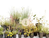 Superbloom Selfie | Northern California Native Wildflowers | 30+ Plants & Basic Layout Plan