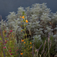 Bloom Basket | Mostly Native Plant Set | 16+ Plants & Layout Plan