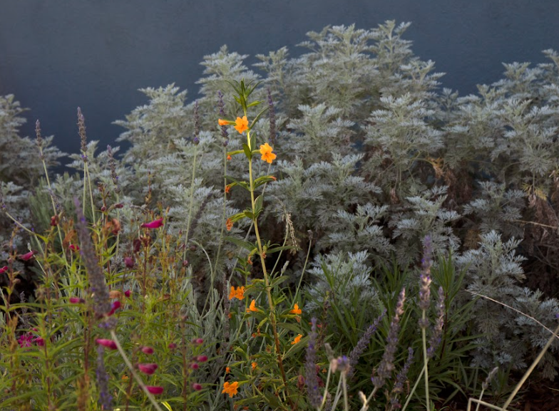 Bloom Basket | Mostly Native Plant Set | 16+ Plants & Layout Plan