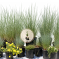 Wild Grass | California Ornamental Grass Meadow | 40+ Plants w/ Layout Plan
