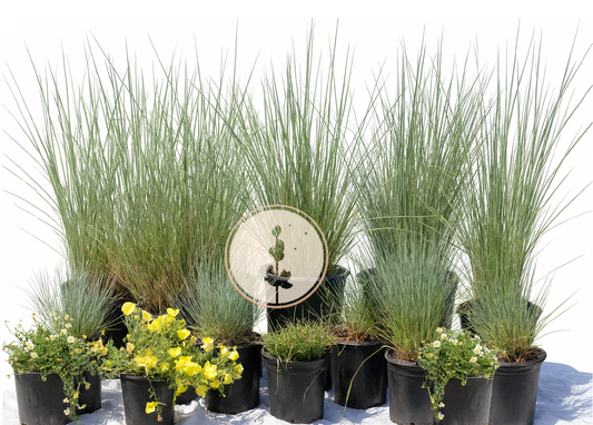 Wild Grass | California Ornamental Grass Meadow | 40+ Plants w/ Layout Plan