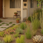 Catalina Island | Curated California Native Plant Set | 30+ Plants w/ Layout Plan