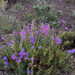 Chaparral Wildflower | California Native Wildflowers | 30+ Plants & Basic Layout Plan
