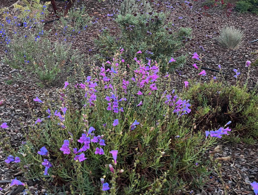 Chaparral Wildflower | California Native Wildflowers | 30+ Plants & Basic Layout Plan