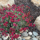 Chaparral Wildflower | California Native Wildflowers | 30+ Plants & Basic Layout Plan