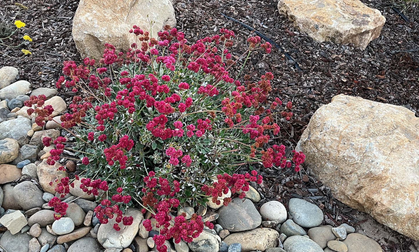 Chaparral Wildflower | California Native Wildflowers | 30+ Plants & Basic Layout Plan