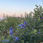 Chaparral Wildflower | California Native Wildflowers | 30+ Plants & Basic Layout Plan