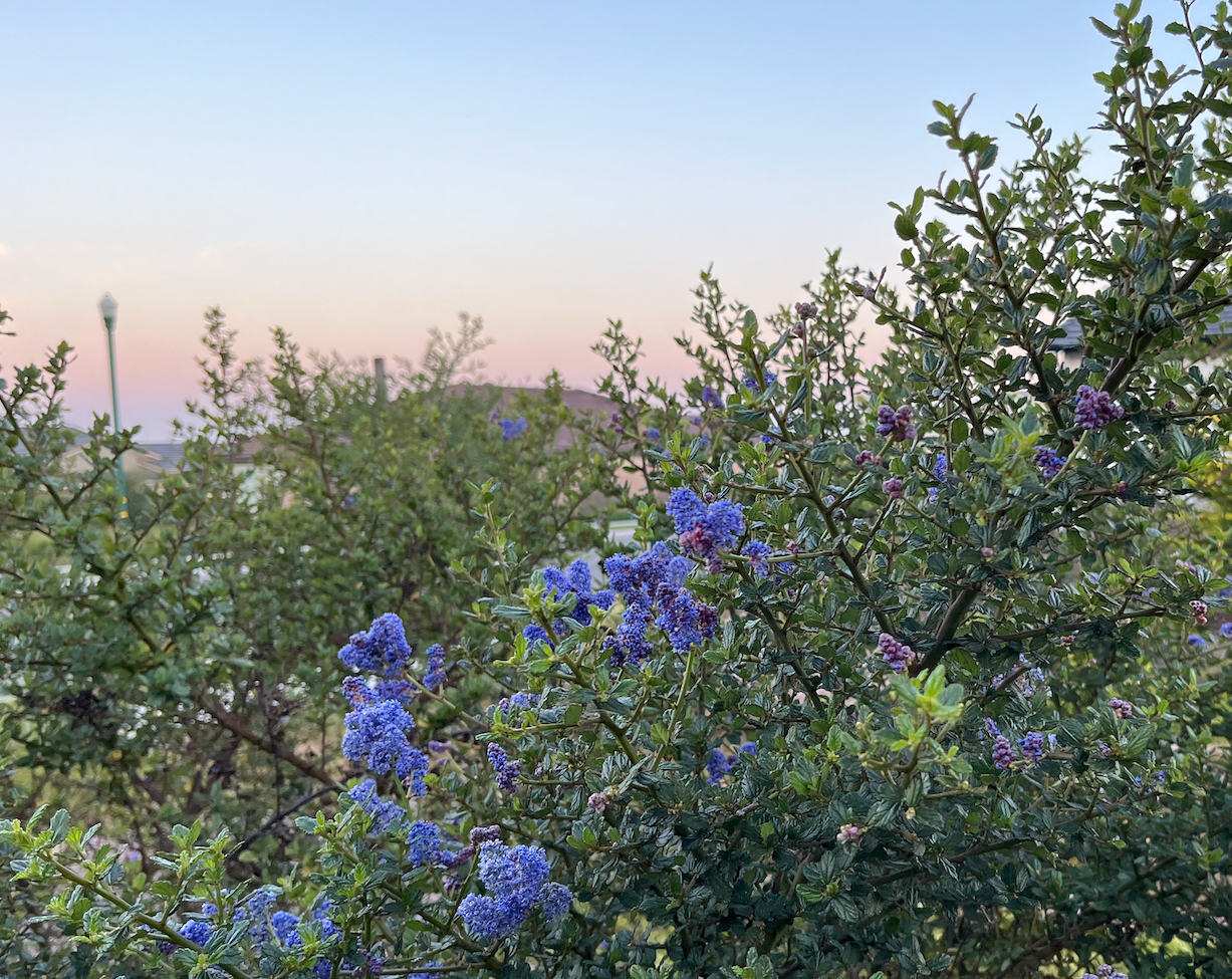 Chaparral Wildflower | California Native Wildflowers | 30+ Plants & Basic Layout Plan