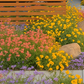 Chaparral Wildflower | California Native Wildflowers | 30+ Plants & Basic Layout Plan