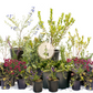 Chaparral Wildflower | California Native Wildflowers | 30+ Plants & Basic Layout Plan