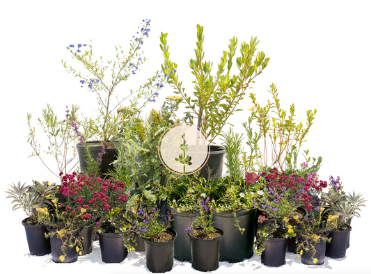 Chaparral Wildflower | California Native Wildflowers | 30+ Plants & Basic Layout Plan