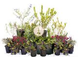 Chaparral Wildflower | California Native Wildflowers | 30+ Plants & Basic Layout Plan
