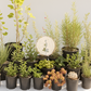 Catalina Island | Curated California Native Plant Set | 30+ Plants w/ Layout Plan