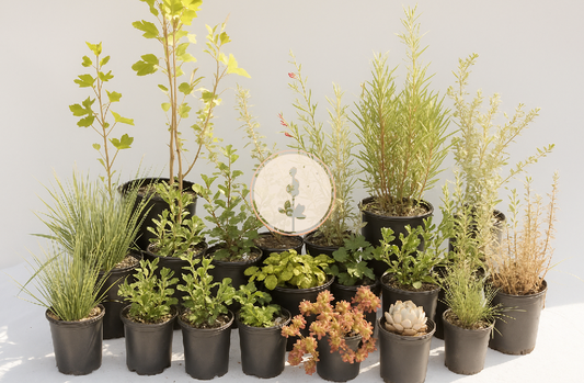 Catalina Island | Curated California Native Plant Set | 30+ Plants w/ Layout Plan