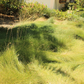 Set of 50 - Carex pansa plants | Dune Sedge Grasses | Southern California ONLY