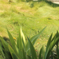 Set of 50 - Carex pansa plants | Dune Sedge Grasses | Southern California ONLY