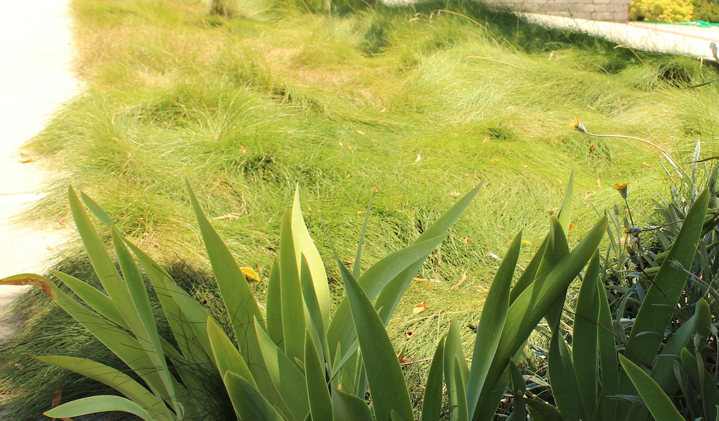 Set of 50 - Carex pansa plants | Dune Sedge Grasses | Southern California ONLY
