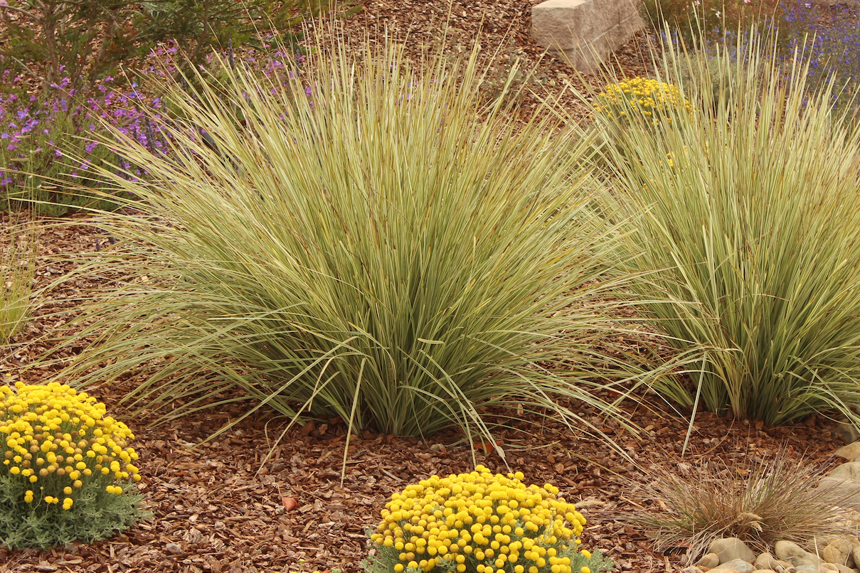 succulent grass alternative Long Mat Rush 10 Pack | Low-water Meadow Lawn Alternative