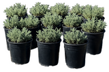 Lavender Cotton Groundcover 10-Pack | Hedge Friendly Ball Accent | Drought-Tolerant Fragrant