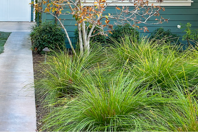 succulent turf Long Mat Rush 10 Pack | Low-water Meadow Lawn Alternative
