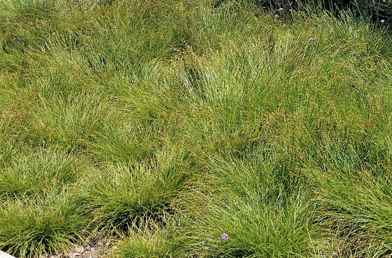 Set of 50 - Carex praegracilis plugs | Clustered Field Sedge Grasses | Southern California ONLY
