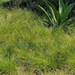 Set of 50 - Carex praegracilis plugs | Clustered Field Sedge Grasses | Southern California ONLY
