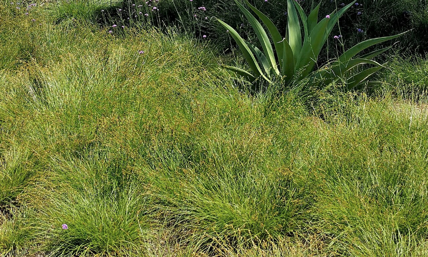 Set of 50 - Carex praegracilis plugs | Clustered Field Sedge Grasses | Southern California ONLY