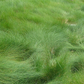 Set of 50 - Carex pansa plants | Dune Sedge Grasses | Southern California ONLY