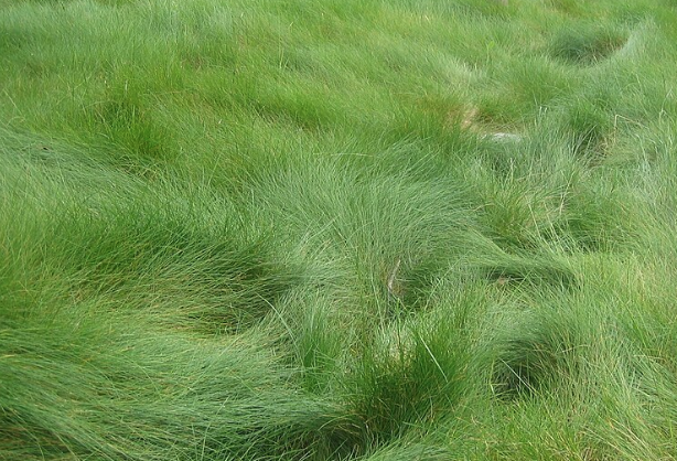 Set of 50 - Carex pansa plants | Dune Sedge Grasses | Southern California ONLY