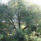 California Native Oak Tree