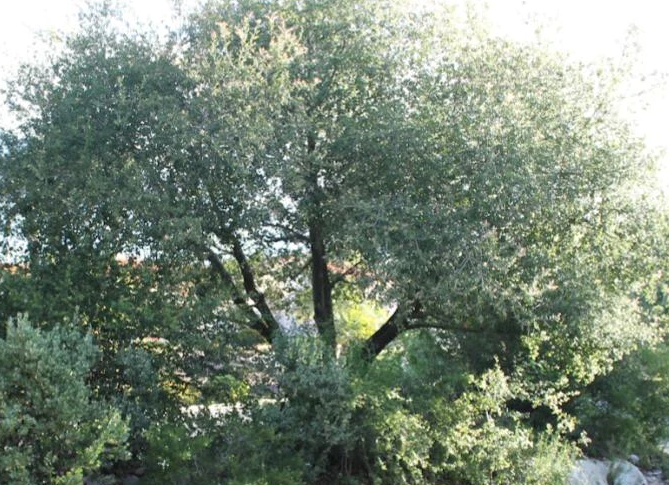 California Native Oak Tree