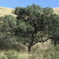 California Native Oak Tree
