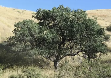 California Native Oak Tree