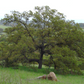 California Native Oak Tree