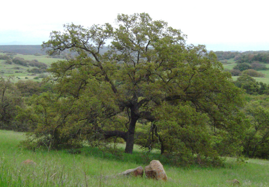 California Native Oak Tree