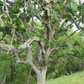 California Native Oak Tree